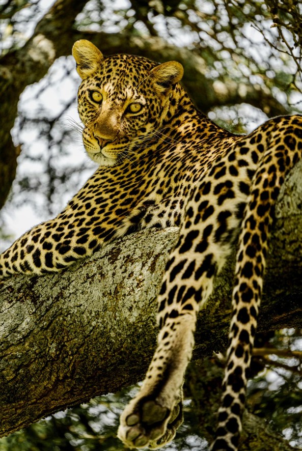 Ultimate Tanzania Experience