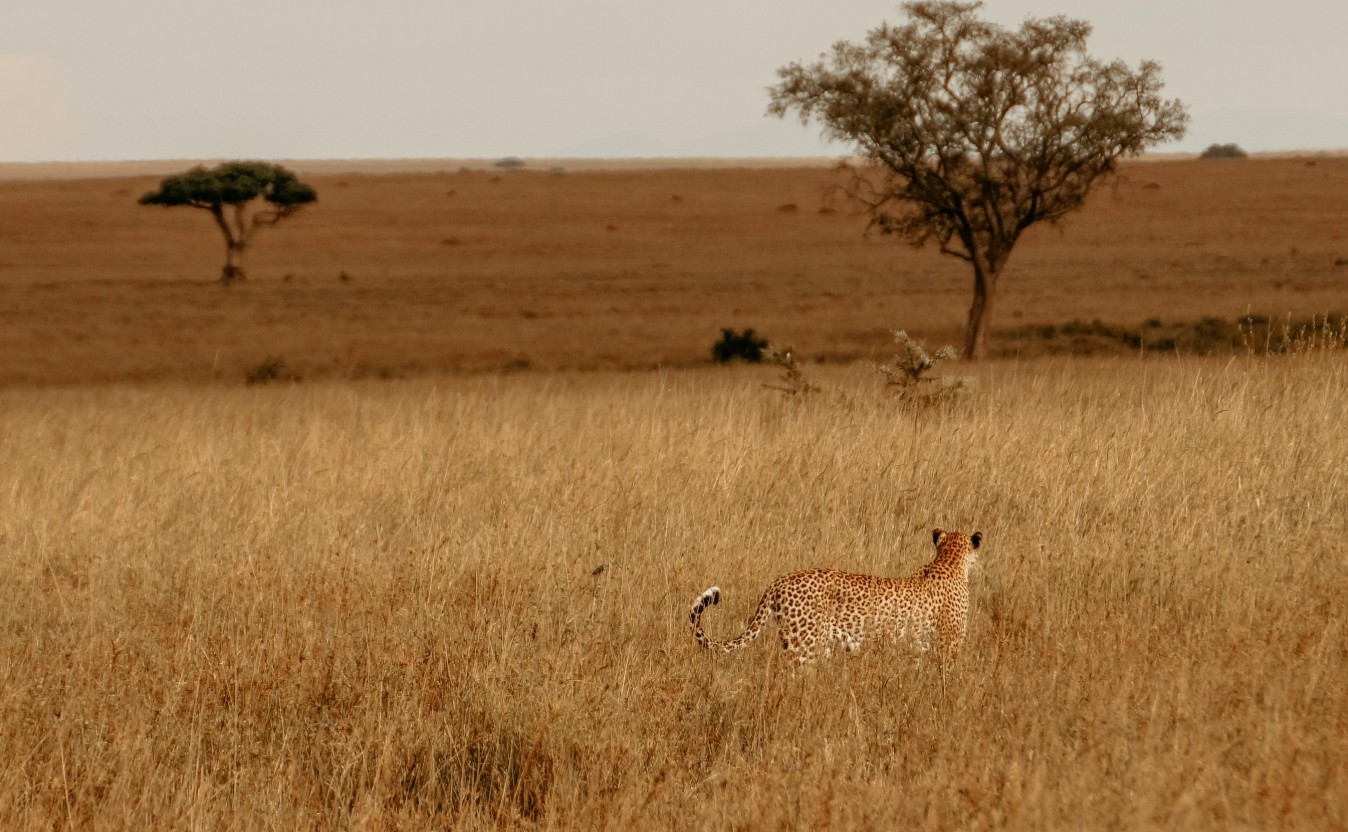 Plan With a Local Expert