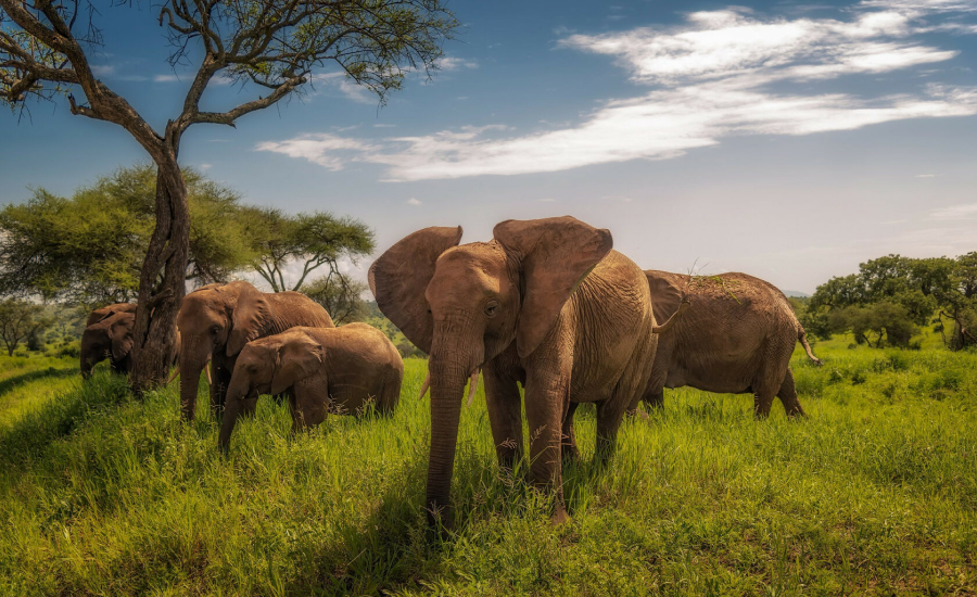 Tanzania safaris big 5 animals