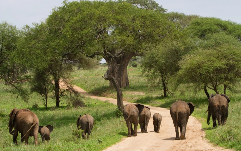 tanzania safaris elephant cross the land